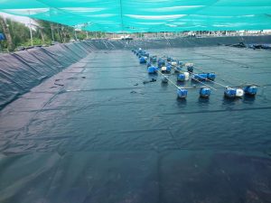 Bạt lót hồ chứa nước nuôi tôm cá HDPE ở Đắk Nông